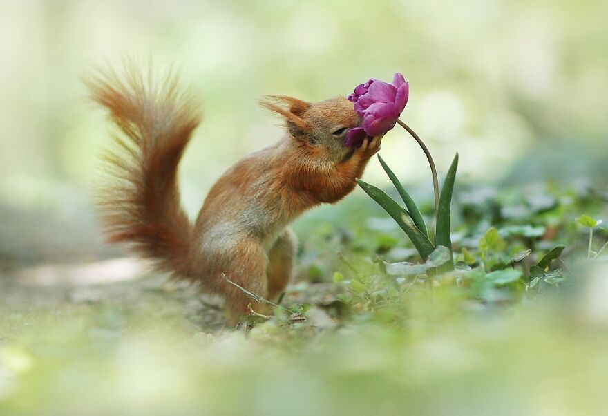 Austrian Wildlife Photographer Captures Nature’s Magical Moments (35 Pics)