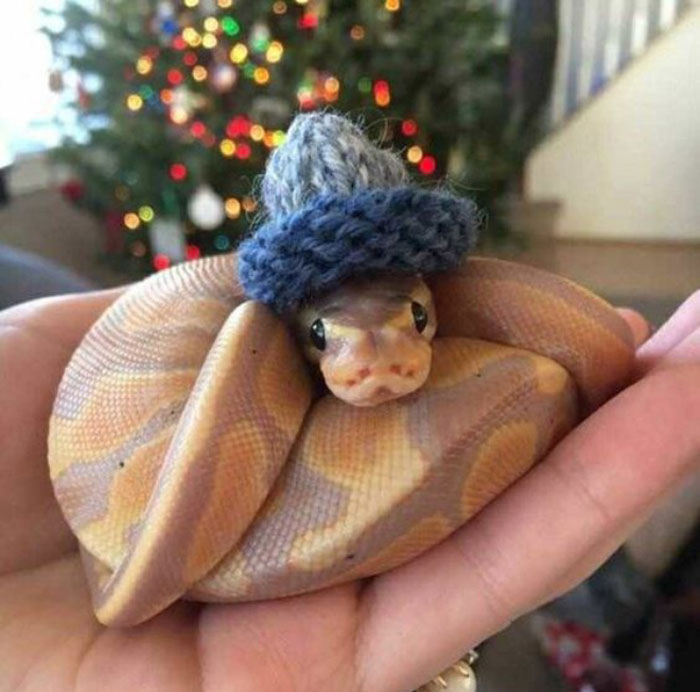 Snake wearing a tiny blue knitted hat on a hand with a blurred Christmas tree in the background.