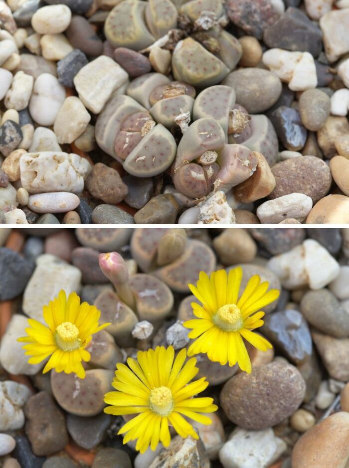 14 Strange Plants That Prove We Could Be Living On A Alien Planet