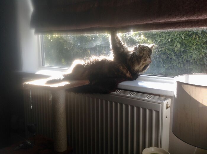 Sun Face, Just Hanging Around!