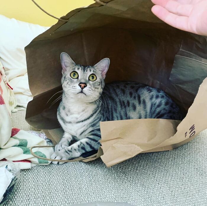 Alfredo Potato, Best Boy