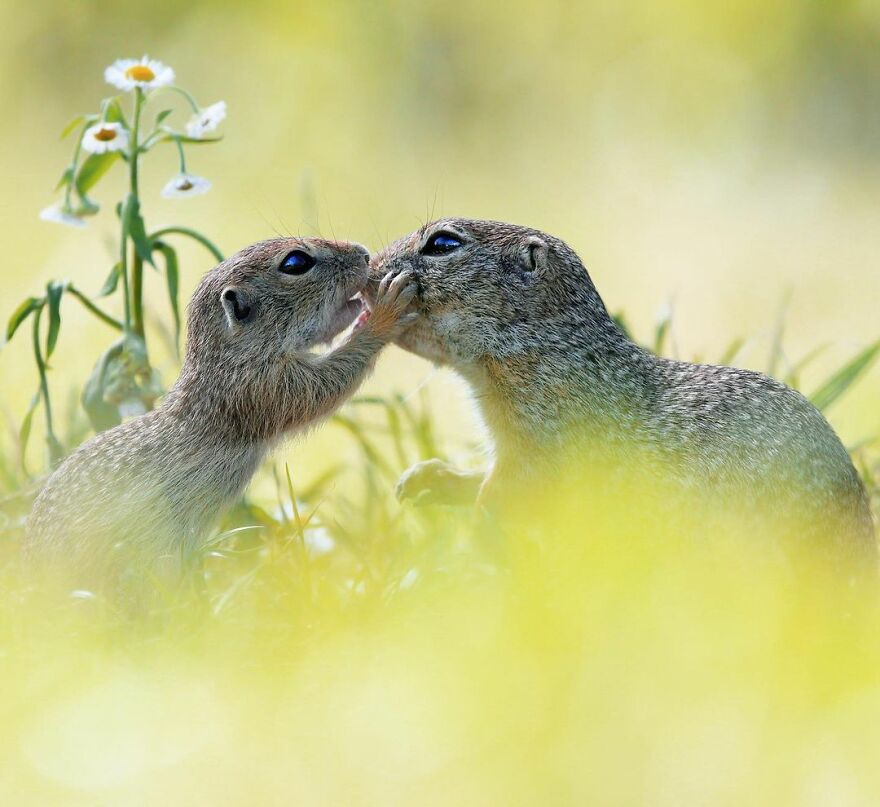 Austrian Wildlife Photographer Captures Nature’s Magical Moments (35 Pics)