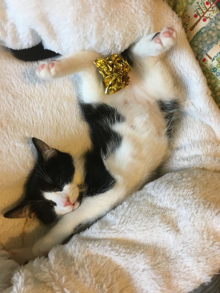 My Cat Is Weird. Need I Say More?