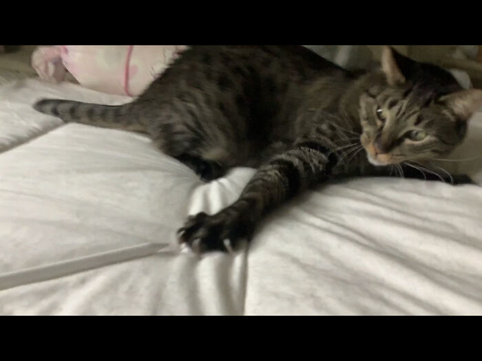 My Cat Attacking My Apple Pencil :v