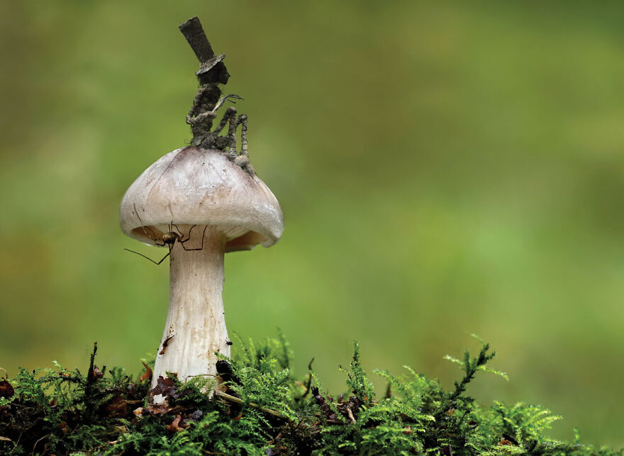 A Fairy Trail: Zdenko Ba&scaron;ić Is A Fae Folk Tale Collector For Modern Times