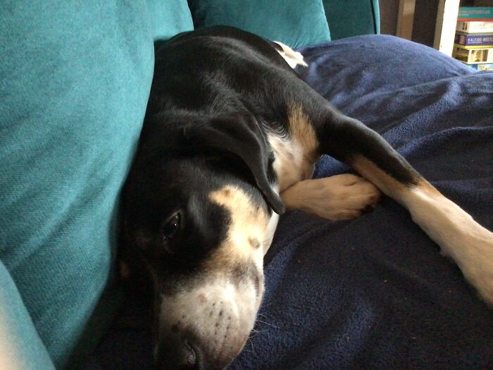 She Always Stretches Out Like This And Snores. Presenting Dogseal