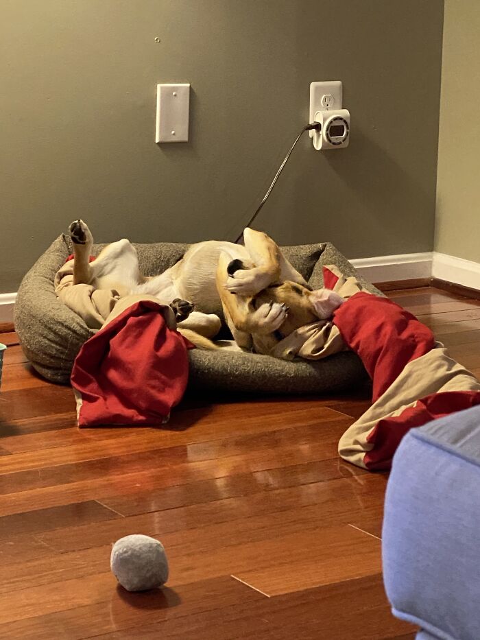 My Slompy Doggo, Phoebe