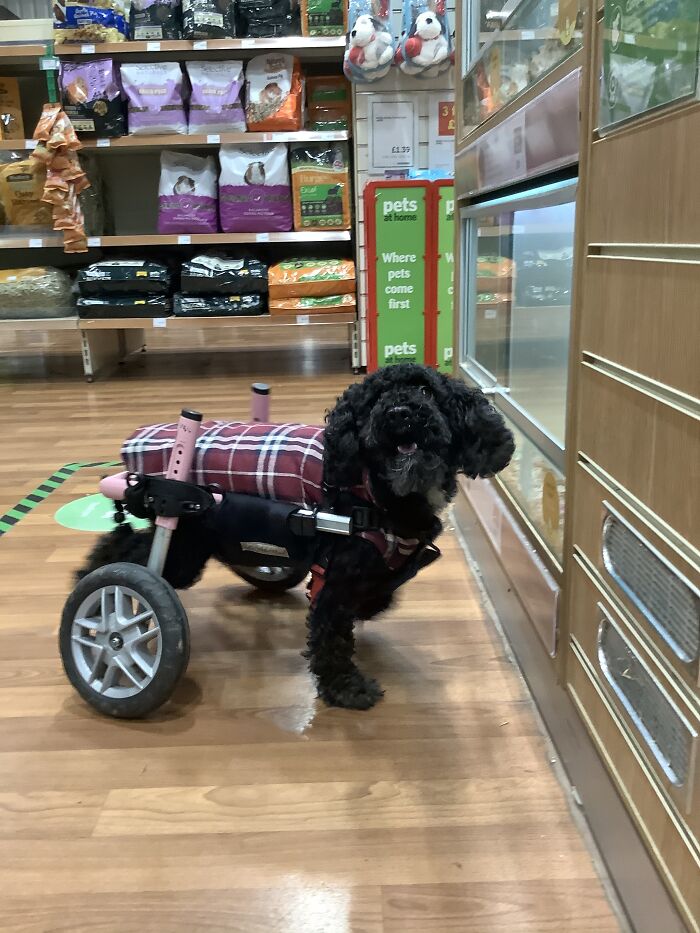 Our Fluffball Tilda In Her Favourite Shop Watching The Wee Flurries. Her Second Favourite Pastime After Snoozing