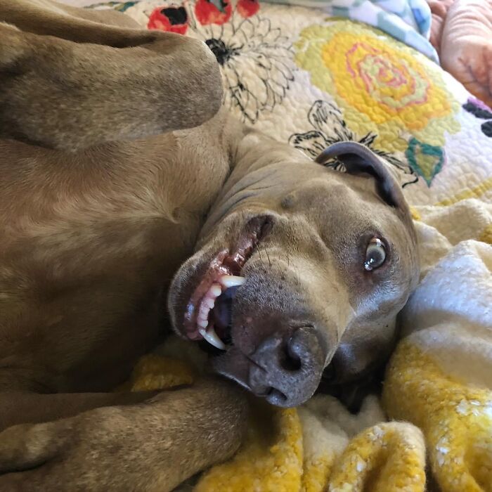 My Goofy Senior Weim Girlie! 💙