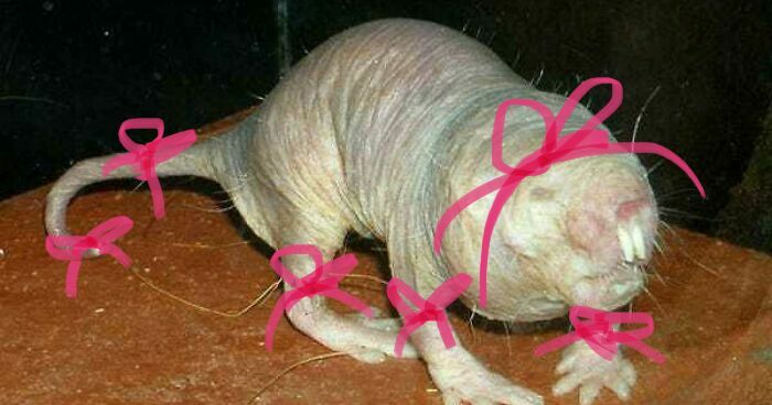 My Naked Mole Rat Chancy