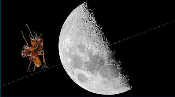 Moon Ant Bug (Or Some Other Interesting Name, I Dunno)