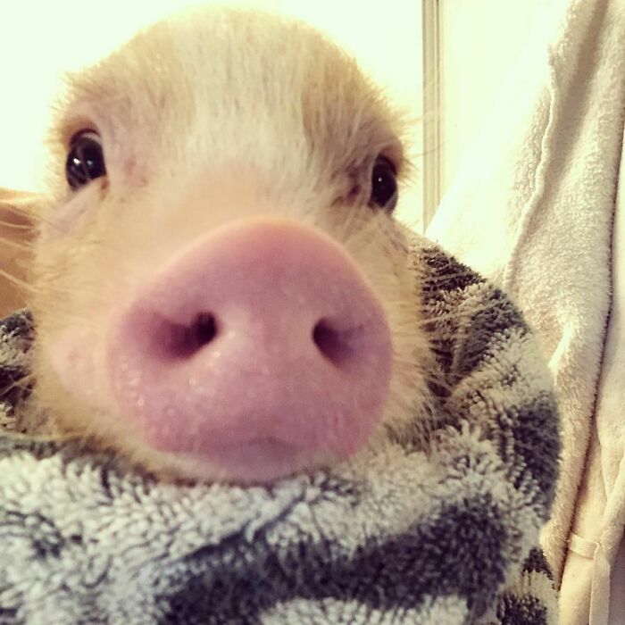 90-Rescue-Animals-Adri-Rachelle