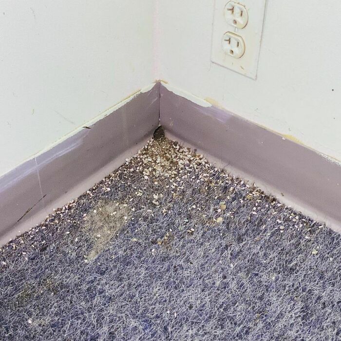 Found The Mouse Hole!