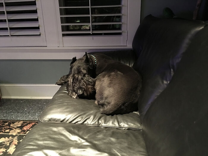 I’m A Tiny Dog... I Think