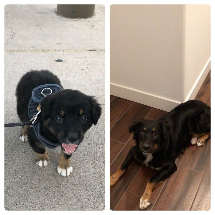 Monte The Doggo.. 12 Weeks vs. 10 Months