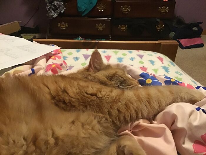 My Cat Ernie Is Mine