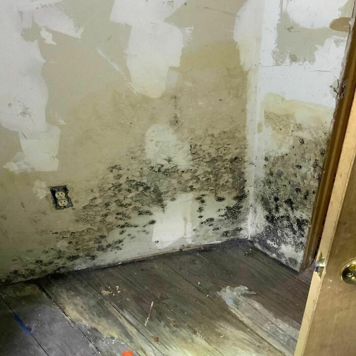 Looks Like I’m Going To Have A ‘Fun-Gi’ Day! Ok I’ll Stick To Home Inspections And Leave The Comedy Alone