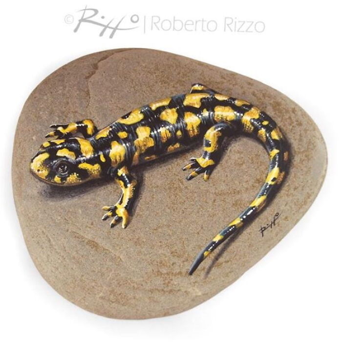 Hand-Painted-Rocks-Stone-Art-Animals-Robertorizzoart