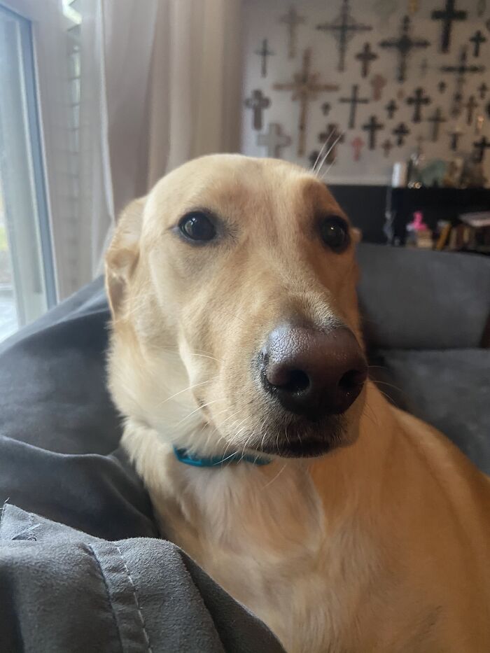 This Is My Other Boof Rosie