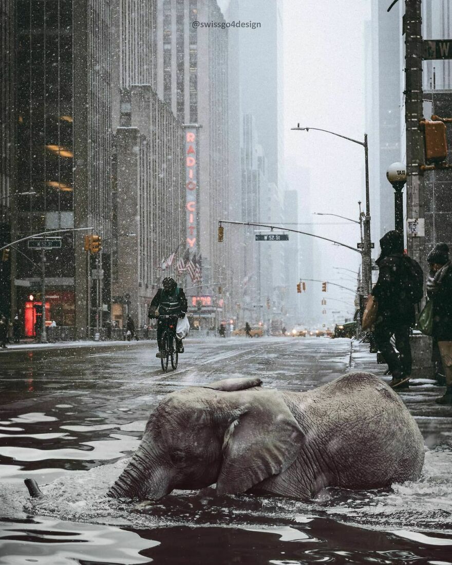 The Road To Success Is Full Of Potholes!
.
.
op @unsplash @the.vantage.point @vitreous_macula
made With @photoshop
.
.
#creatingfromhome #pothole #elephant #beyondsurreal #citykillerz #creartmood #creativemobs #digitallyart #discoveredit #enterimagination #graphicroozane #inspiring_graphic_design #infiniteartdesign #launchdsigns #theuniversalart #thecreart #thecreativers #xceptionaledits #thegraphicpr0ject #trippyedits #igcreative_editz #streetart #dailyart #manipulationteam #creativecloud_immersed