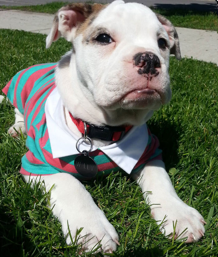 Sir Willy (Aka Beans!)