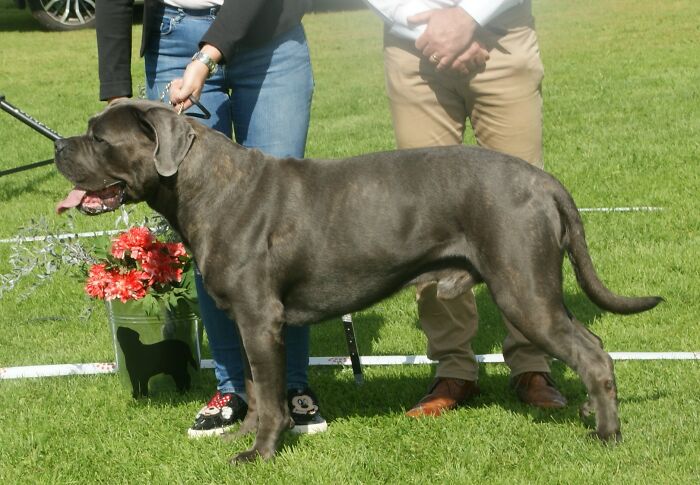 My Cane Corso,bear