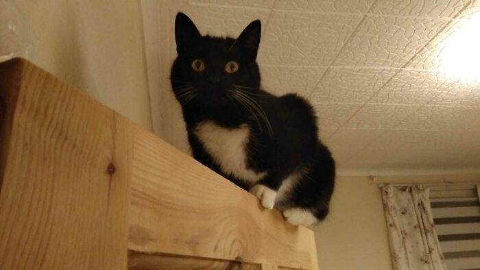 Bessie, Looking Like A Strongman At A Circus