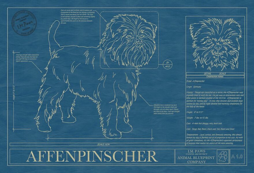 Affenpinscher Blueprint Art