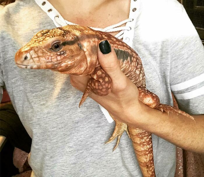 90-Rescue-Animals-Adri-Rachelle