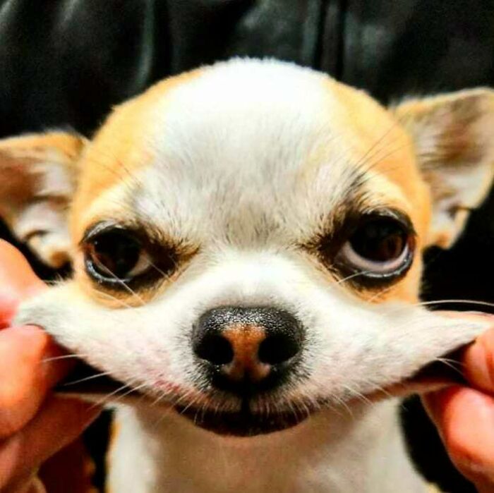 Definitely Not A Fan