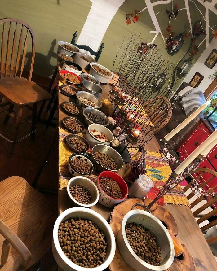 90-Rescue-Animals-Adri-Rachelle