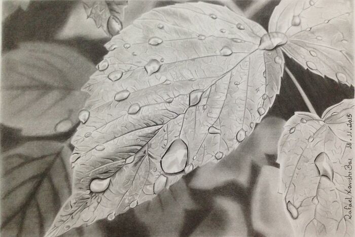 Realistic drawing of a leaf with water droplets by Rafael Konishi.