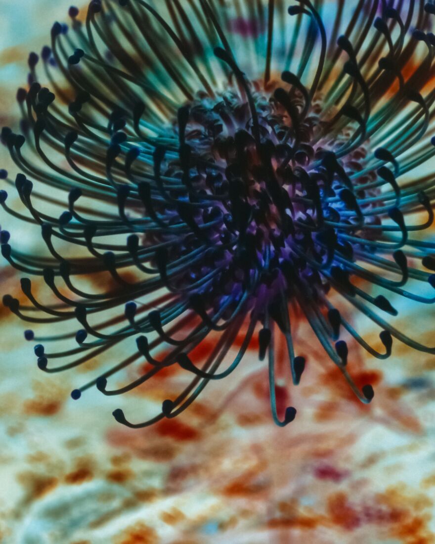 The Age Of Plasticizer (2nd Place / Analog / Film / Other)