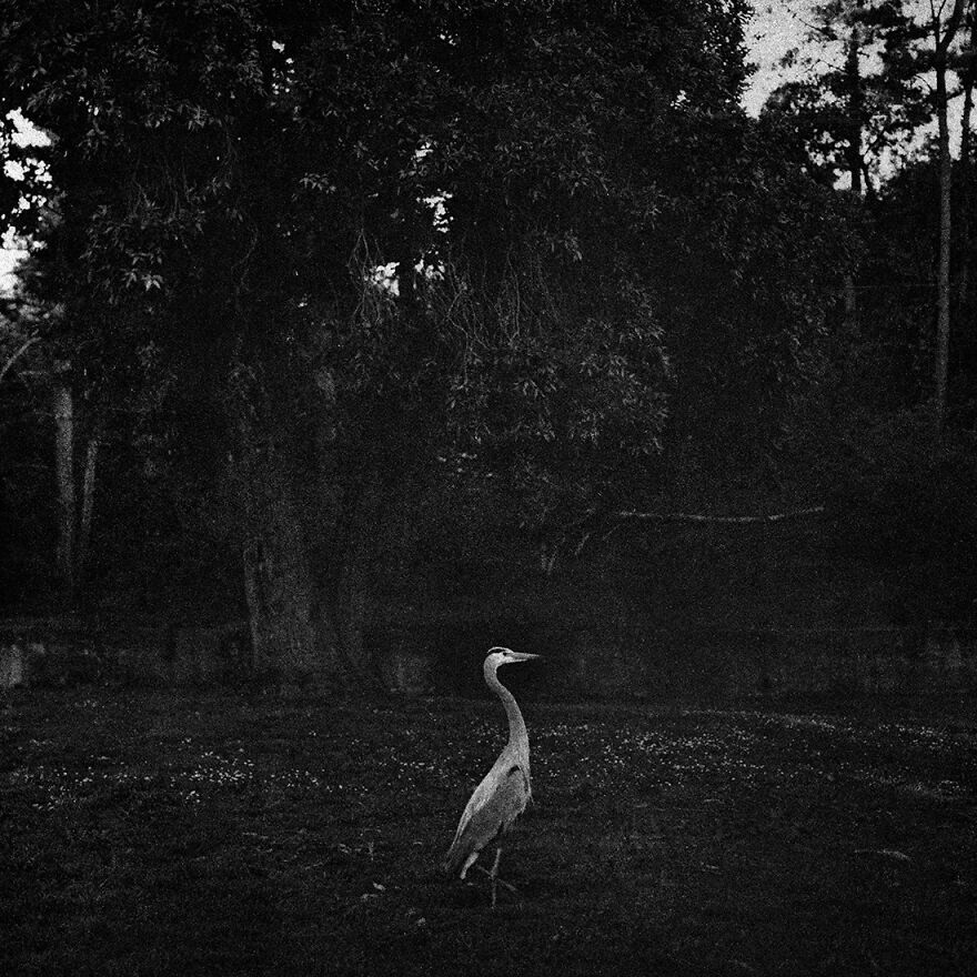 PETRICHOR (1st Place / Analog / Film / Fine Art)