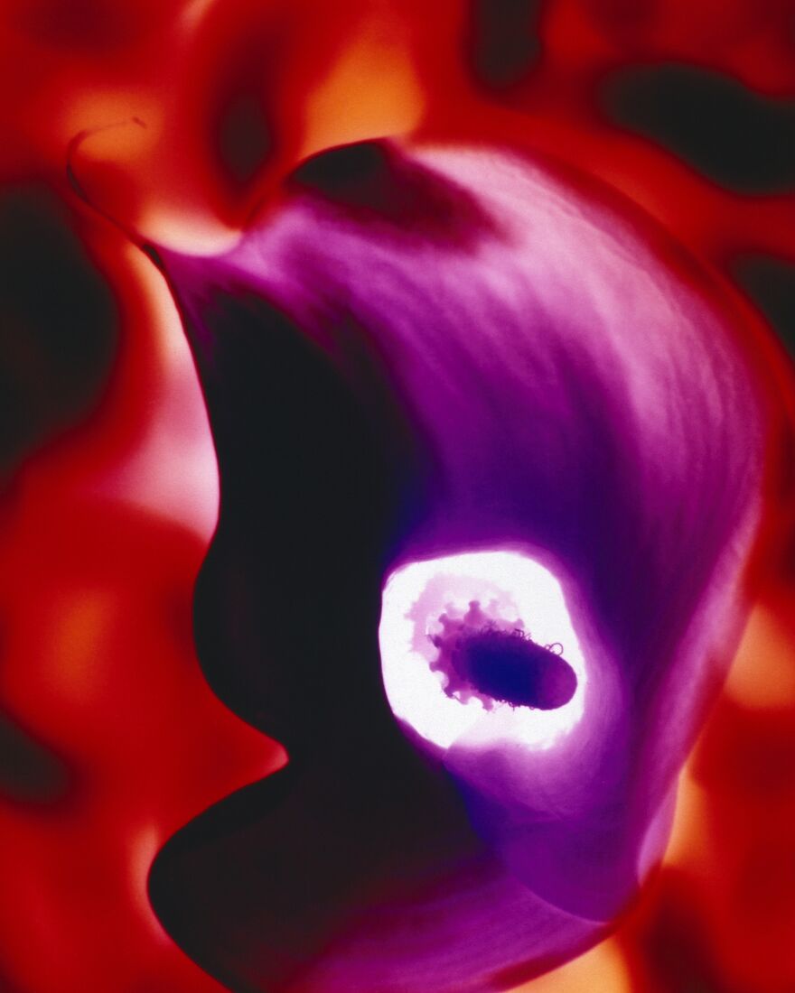 The Age Of Plasticizer (2nd Place / Analog / Film / Other)