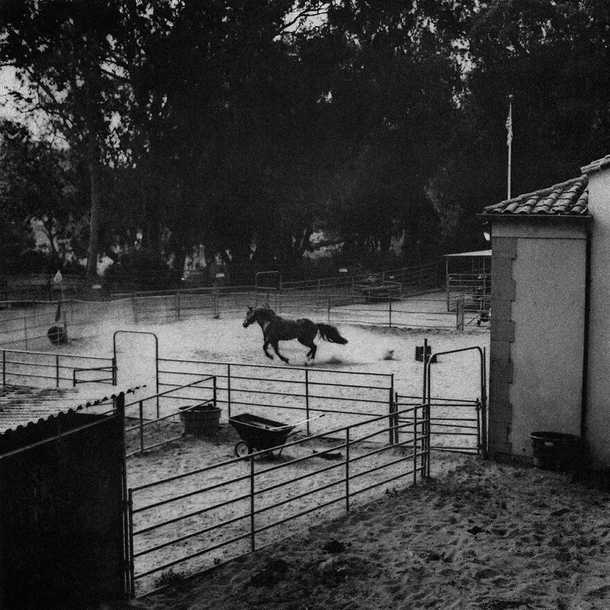 PETRICHOR (1st Place / Analog / Film / Fine Art)