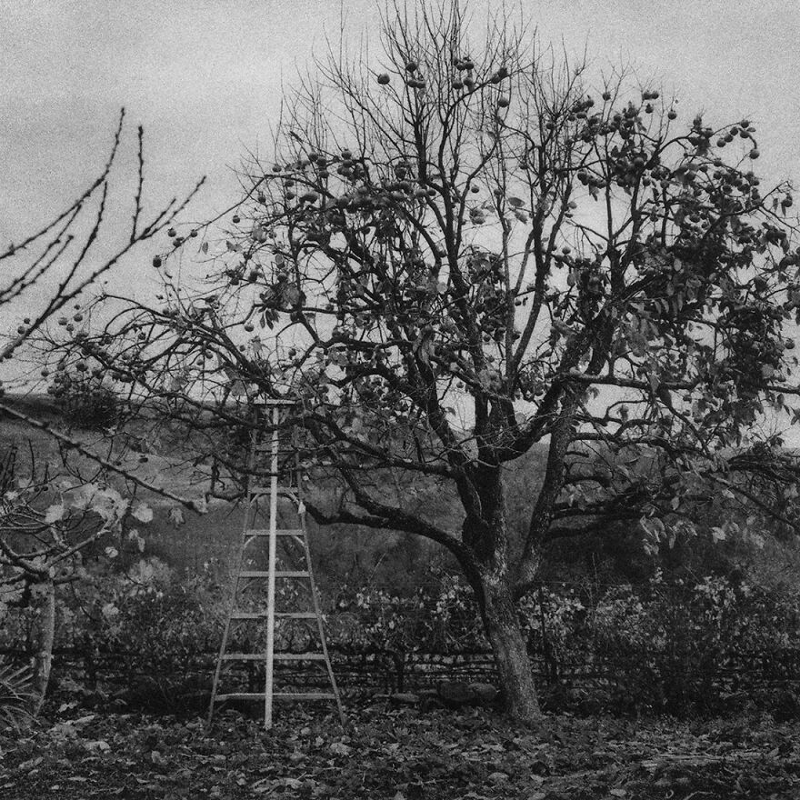 PETRICHOR (1st Place / Analog / Film / Fine Art)