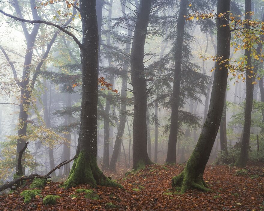 Brouillard (1st Place / Analog / Film / Landscape)