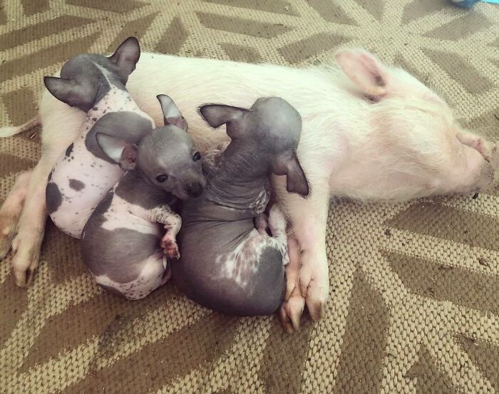 90-Rescue-Animals-Adri-Rachelle