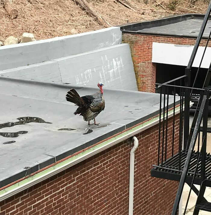 Well Now... I Thought I Was In The City!