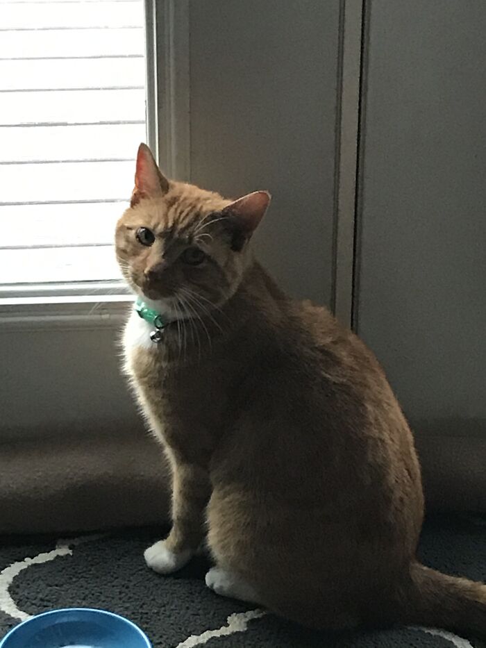 Here Is A Picture Of My Pet