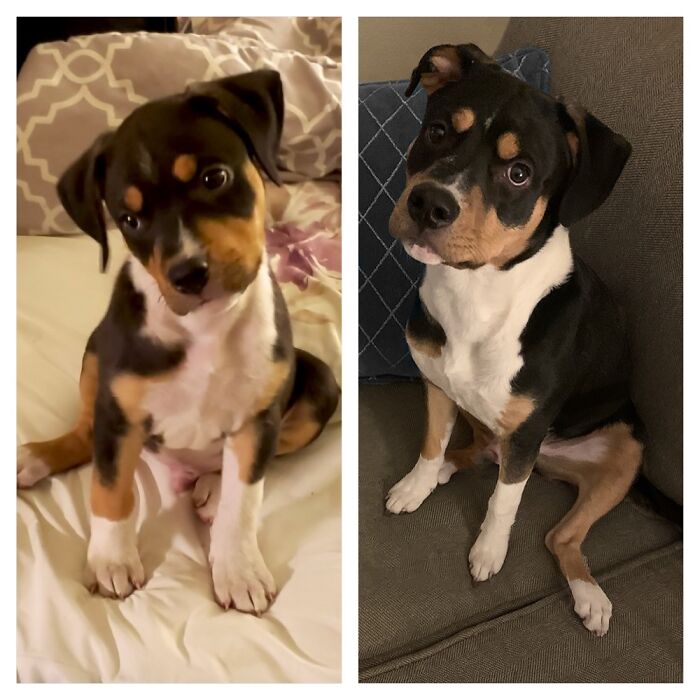 Shader At 8 Weeks And Then At 6 Months