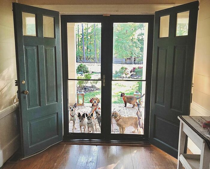 90-Rescue-Animals-Adri-Rachelle