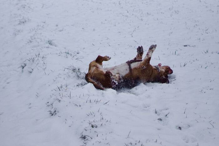 Freya Having Fun In Snow