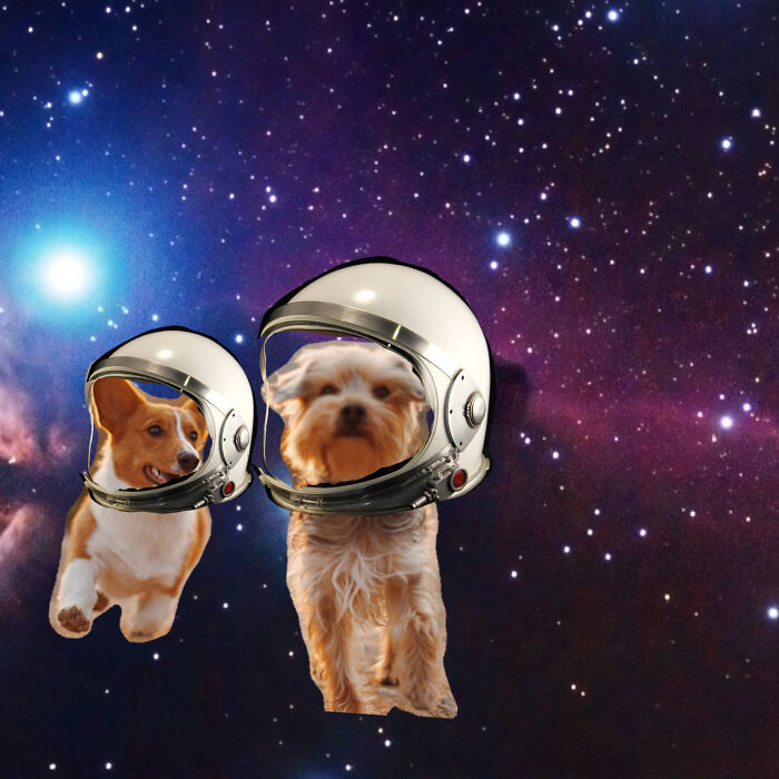 Space Doggos