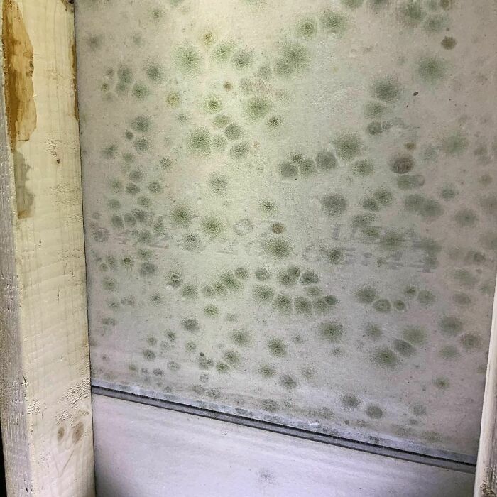 New Construction Full Of Mold. See The Date On The Sheetrock 4/20