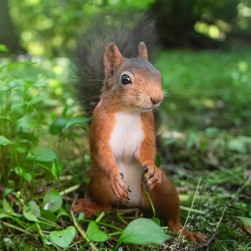 Do The Harlem Shuffle