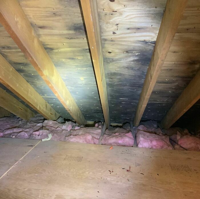 Mold Week. Day 1 Of 7