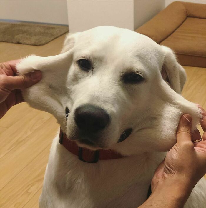 It Is Not Funny Human. Don’t Mock My Elastic Super Power