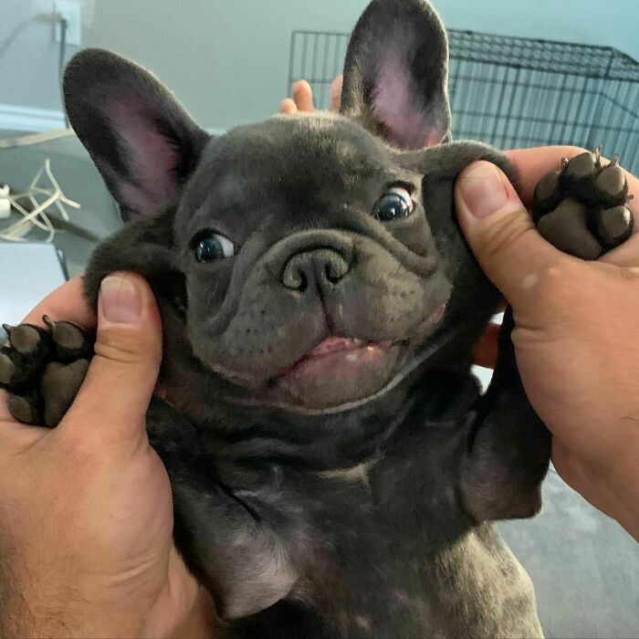 Gotta Love That Loose Puppy Skin